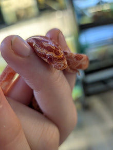 Amel Het Scaleless - Hatchling - Male