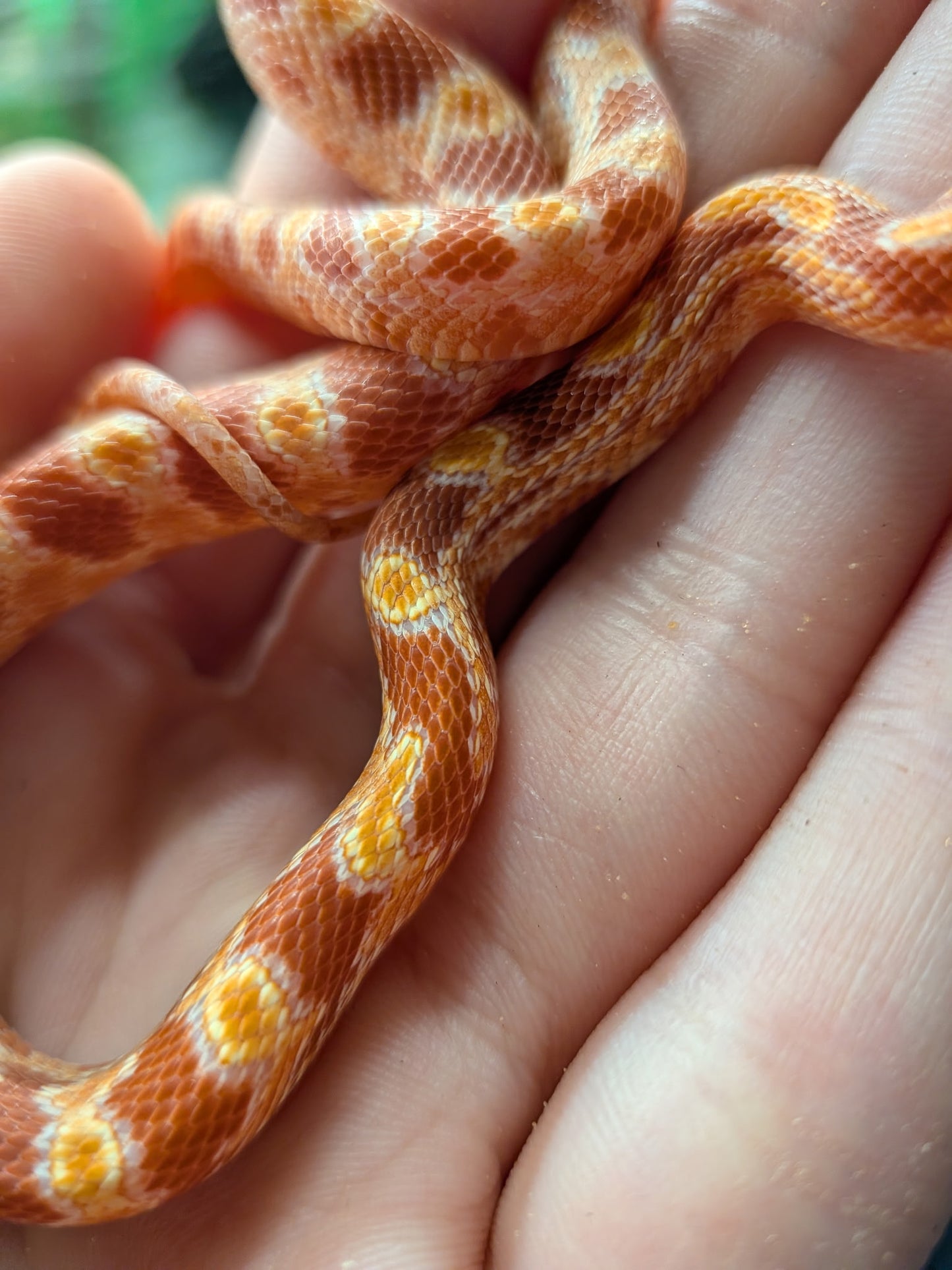 Amel Het Scaleless - Hatchling - Male