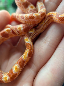 Amel Het Scaleless - Hatchling - Male