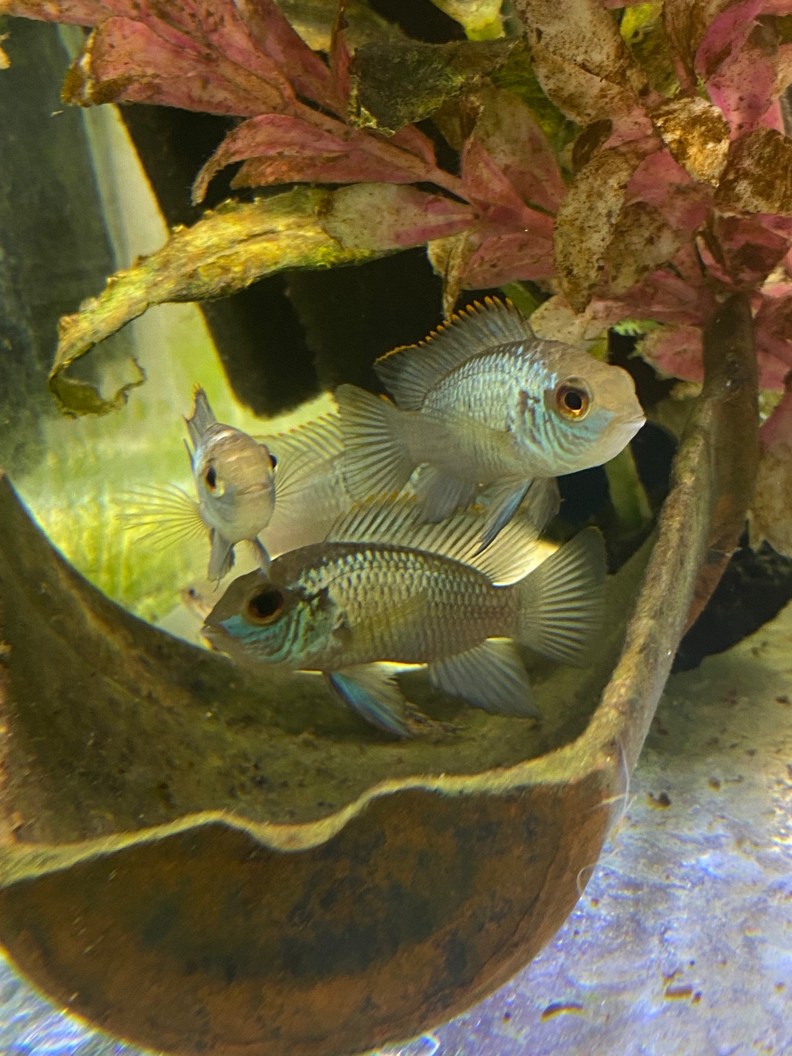 Electric Blue Acara