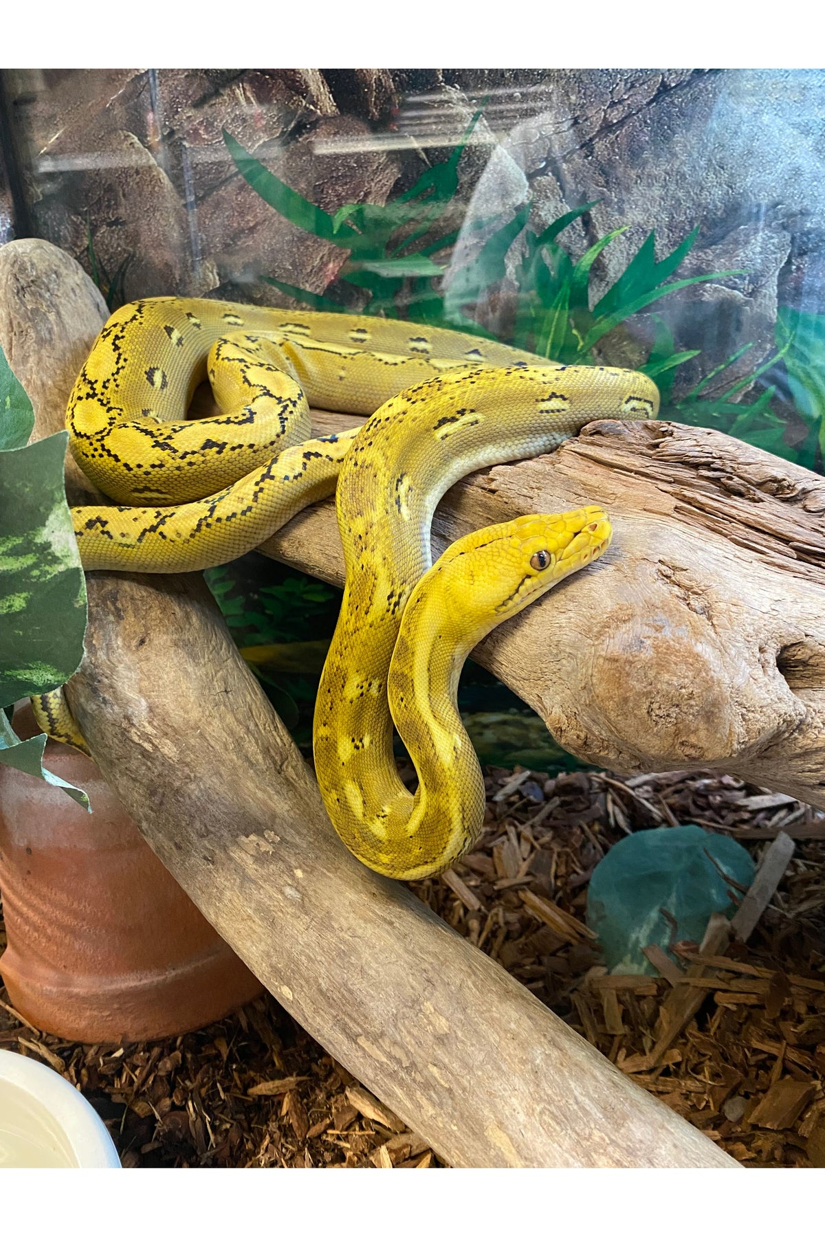 Phantom Plutonium Reticulated Python Platinum Phantom Reticulated Python - Juvenile – Ohio Pet Depot
