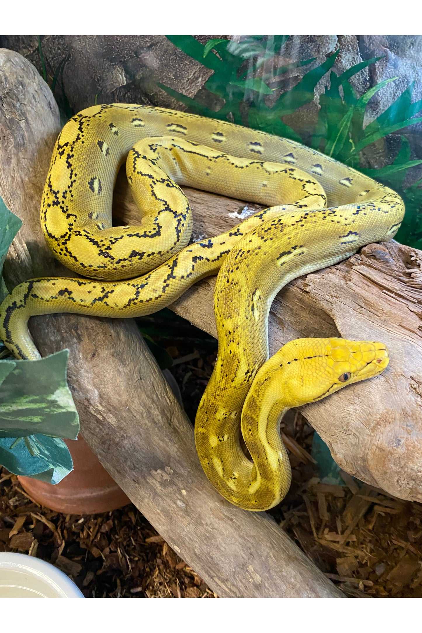 Platinum Phantom Reticulated Python - Juvenile