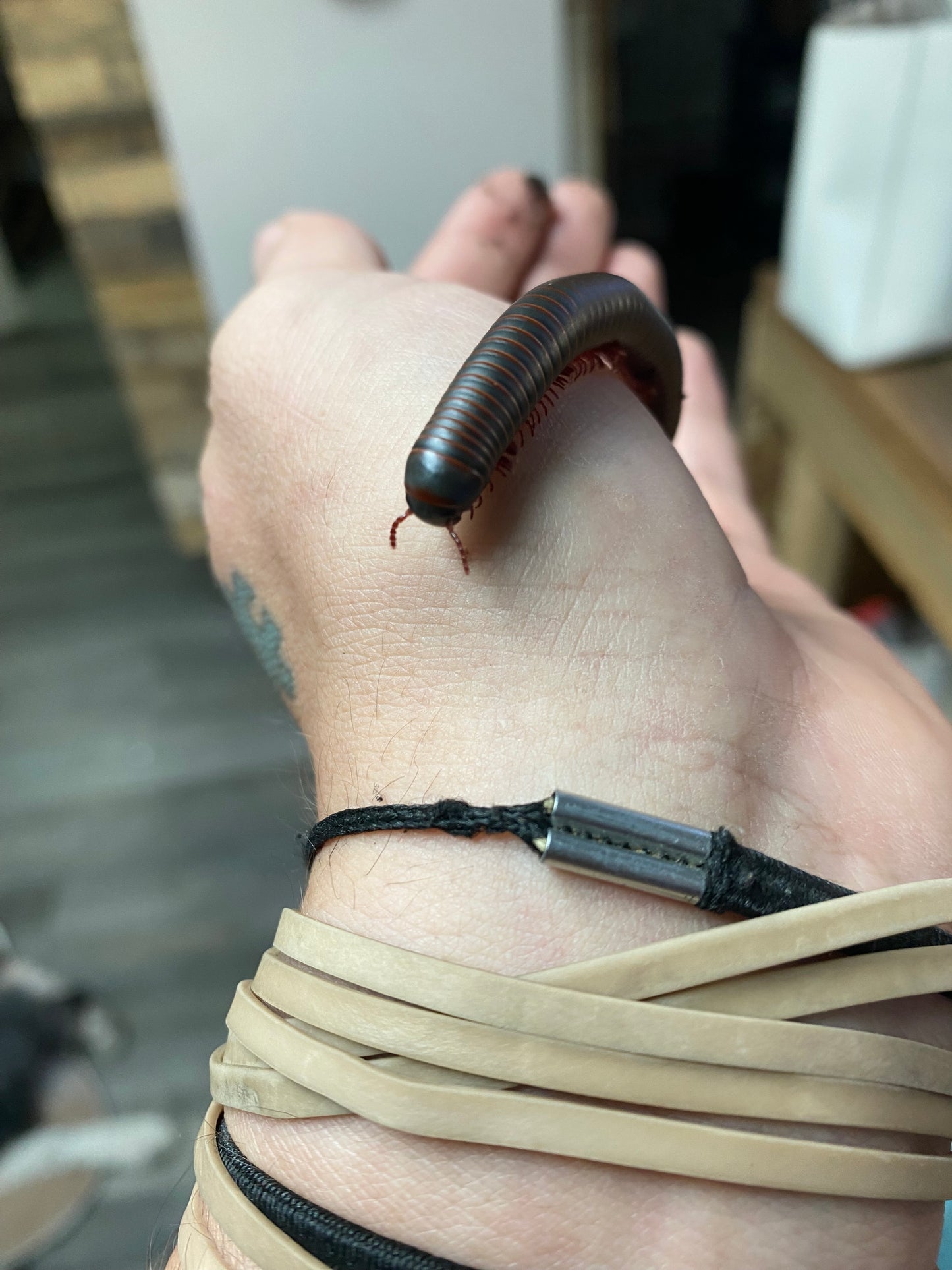 American Giant Millipede