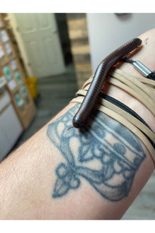 American Giant Millipede