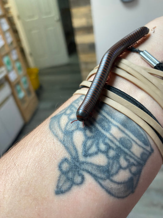 American Giant Millipede