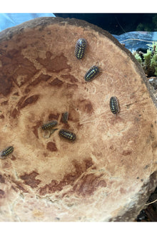 Gestroii Isopods