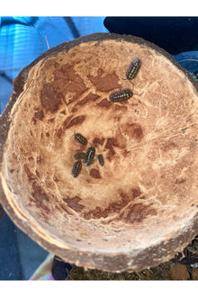 Gestroii Isopods