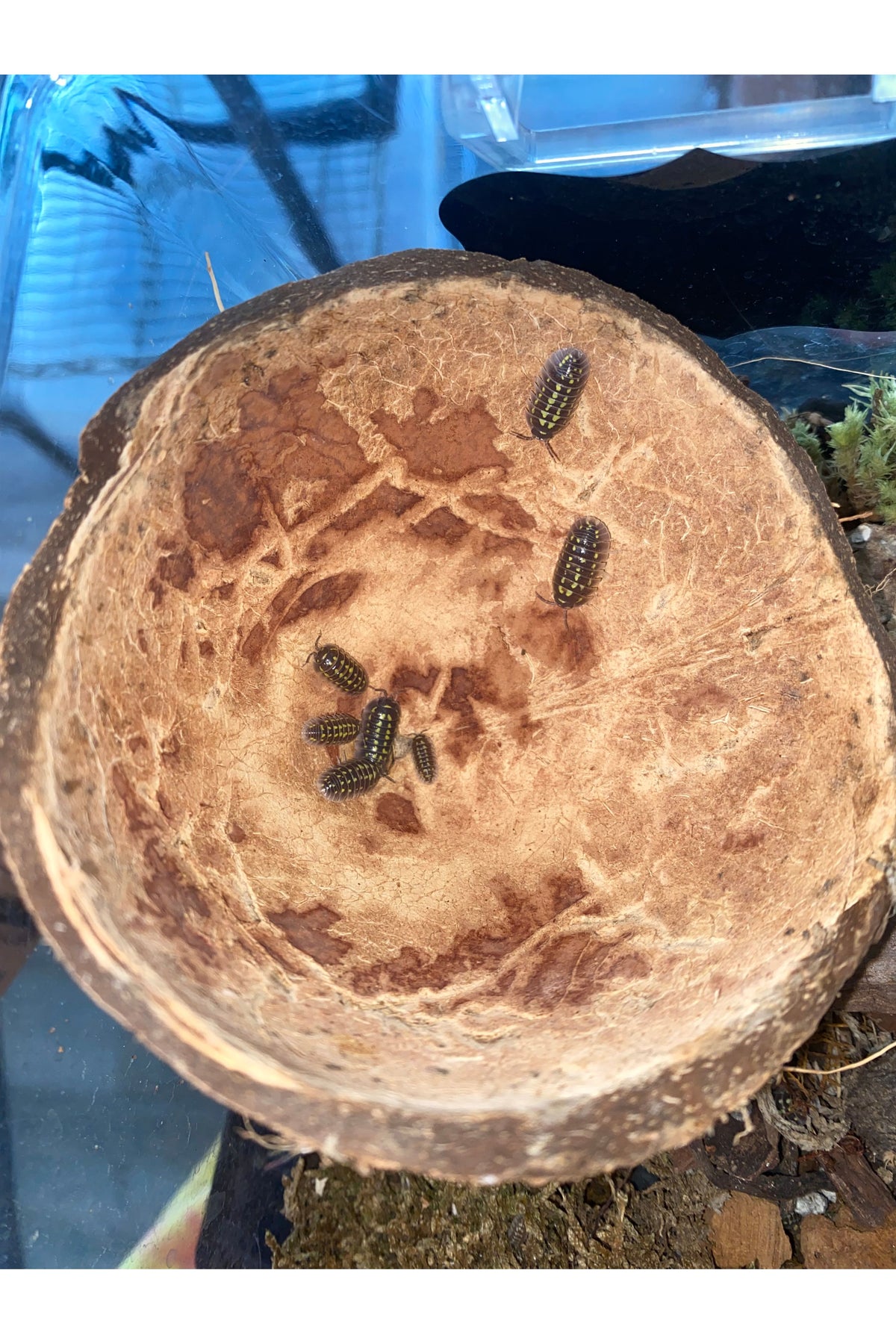 Gestroii Isopods