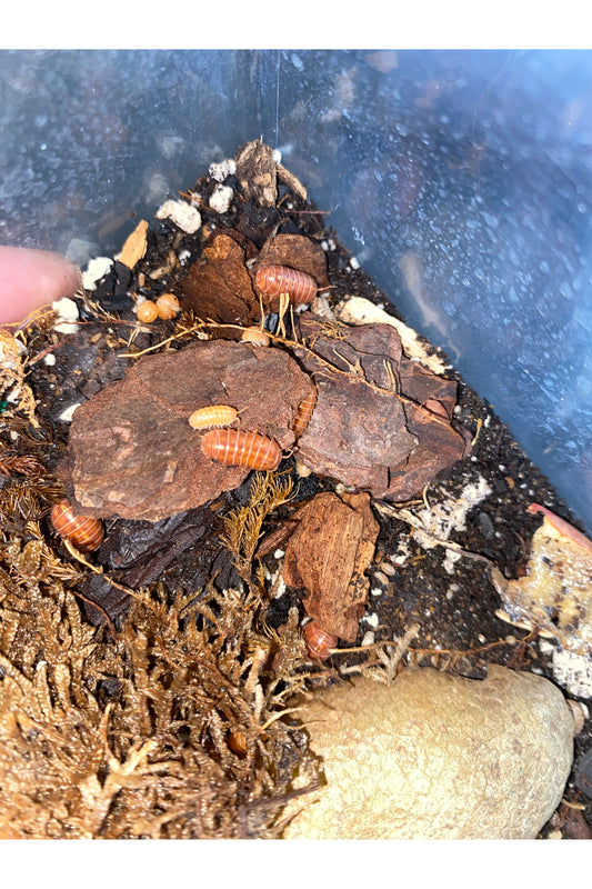 Orange Vigor Isopods