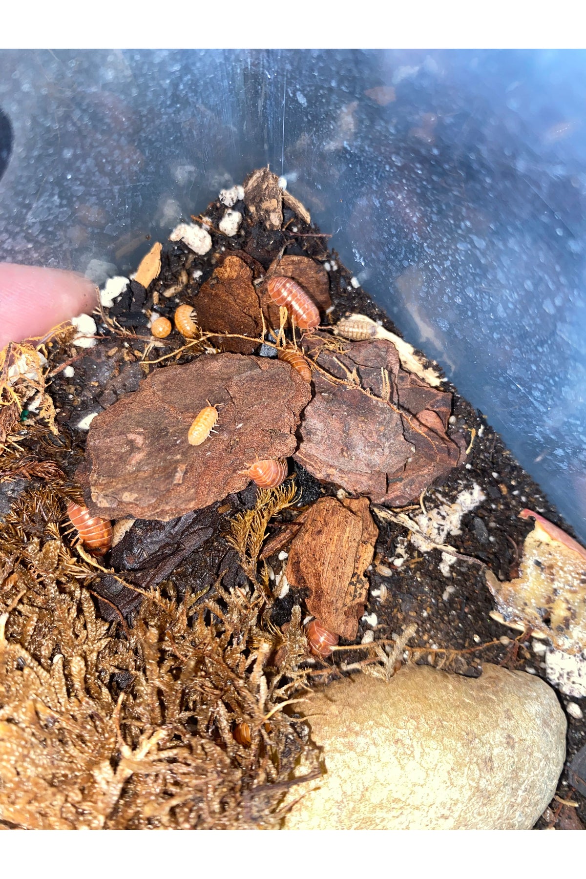 Orange Vigor Isopods