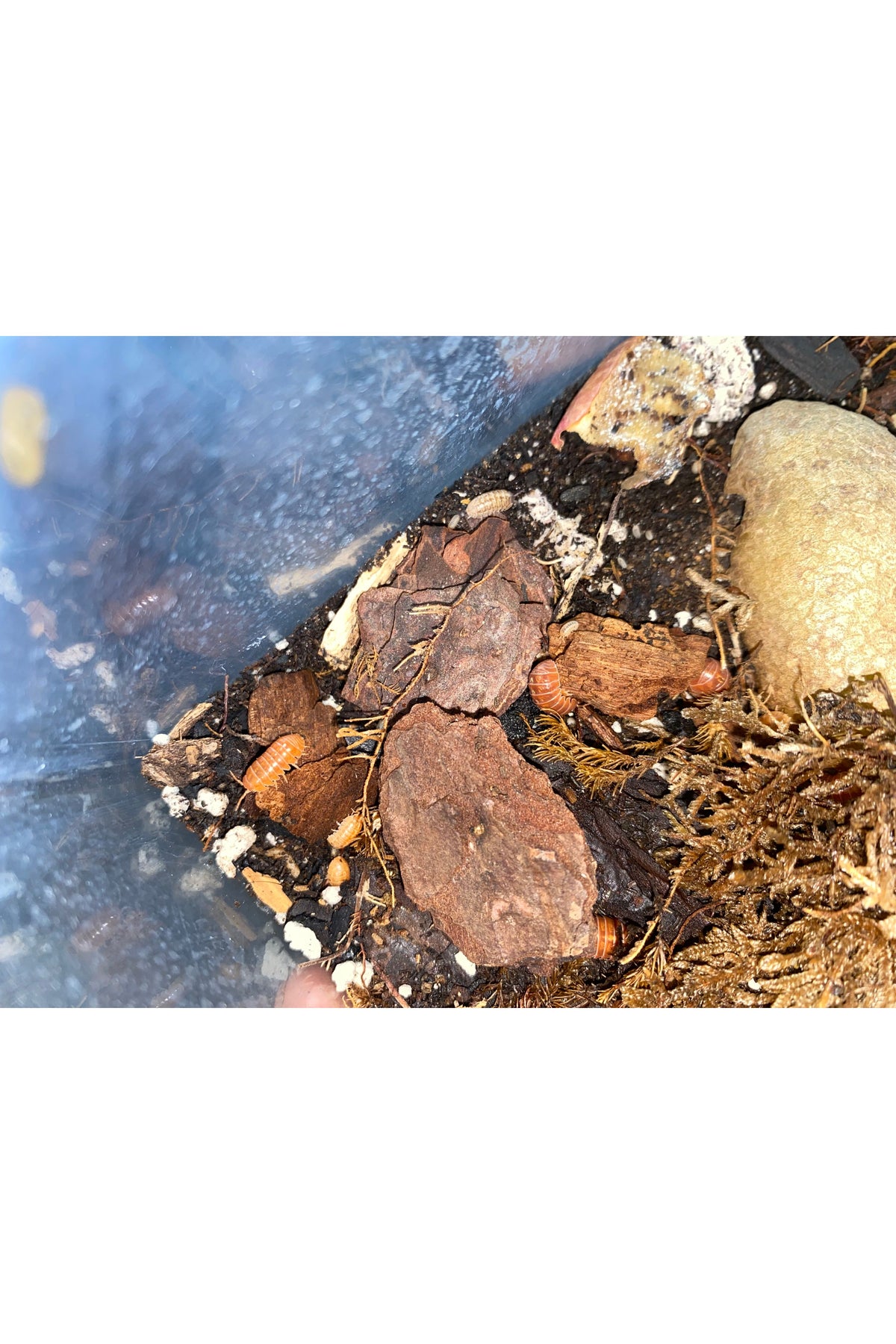 Orange Vigor Isopods