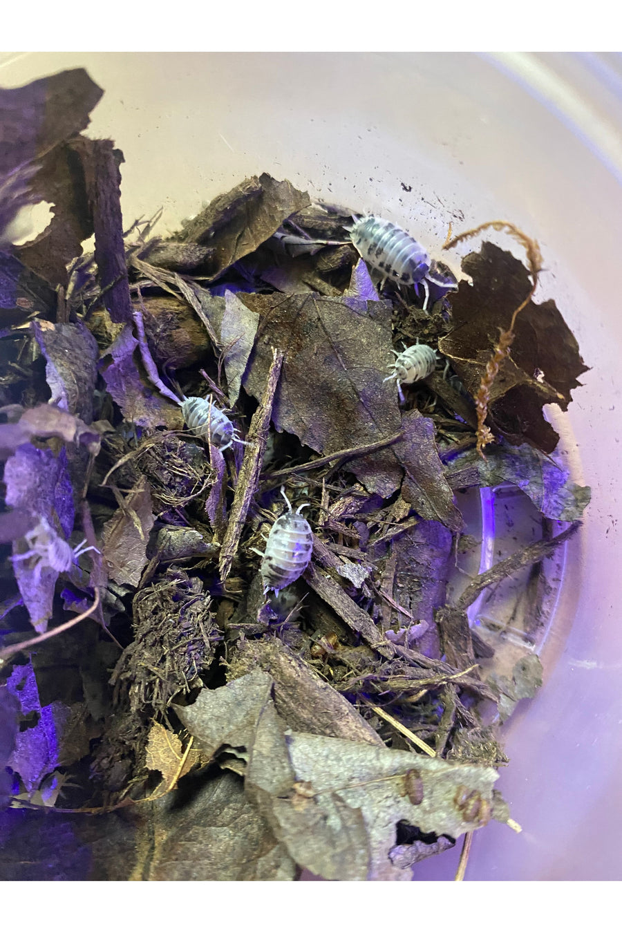Dairy Cow Isopods