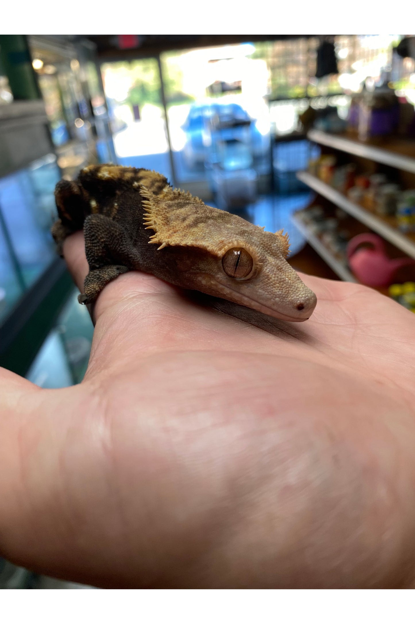 Cappuccino Crested Gecko - Adult