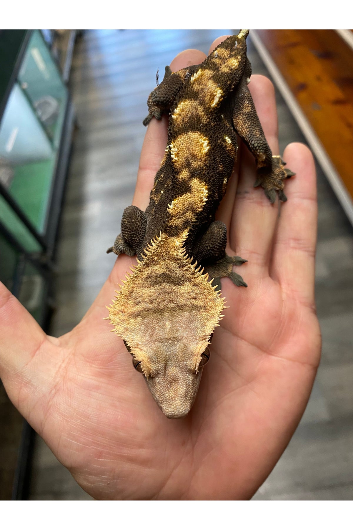 Cappuccino Crested Gecko - Adult