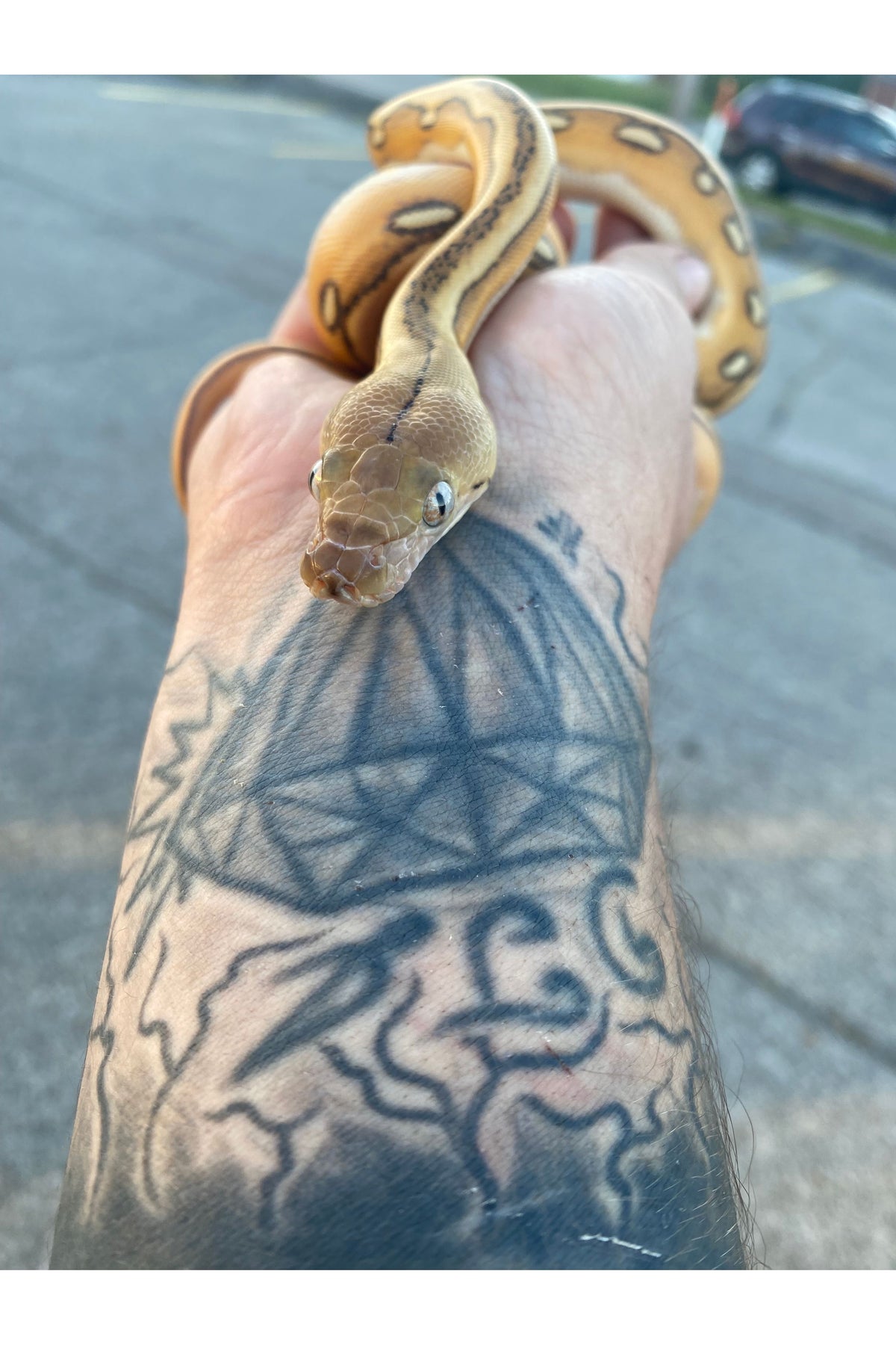 Platinum Reticulated Python Adult Platinum Suntiger Reticulated Python - Hatchling – Ohio Pet Depot