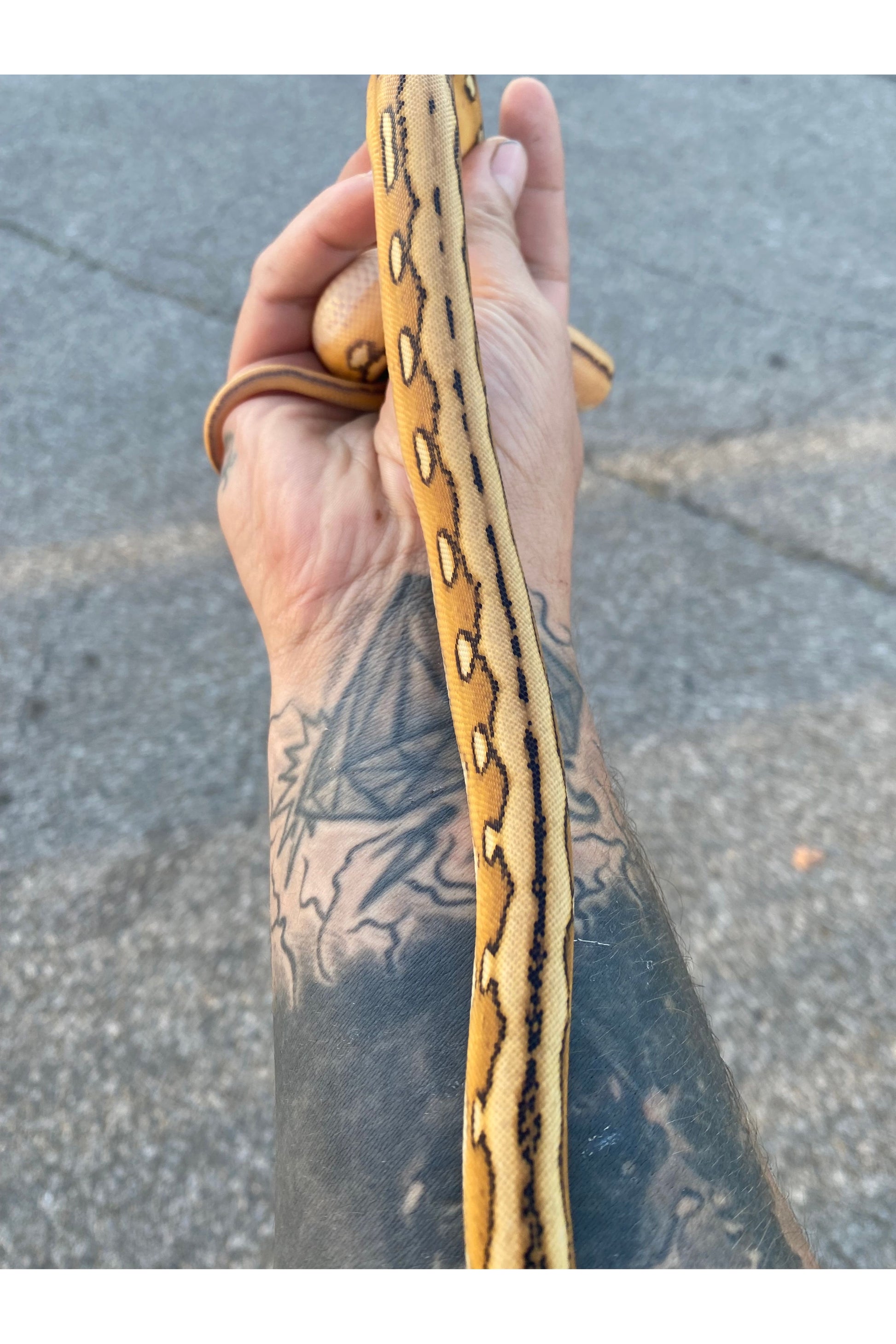 Platinum Reticulated Python Adult Platinum Suntiger Reticulated Python - Hatchling – Ohio Pet Depot