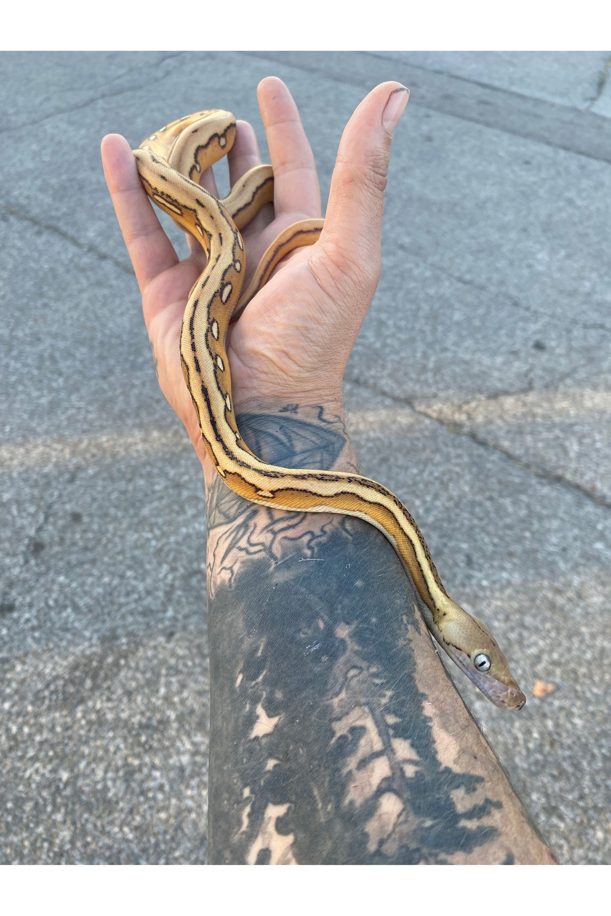 Platinum Reticulated Python Adult Platinum Suntiger Reticulated Python - Hatchling – Ohio Pet Depot
