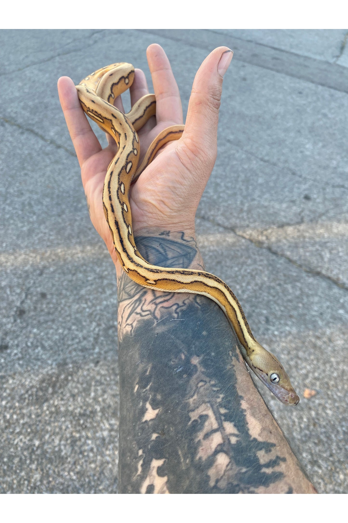 Platinum Suntiger Reticulated Python - Hatchling