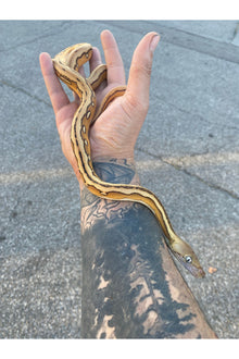 Platinum Suntiger Reticulated Python - Hatchling