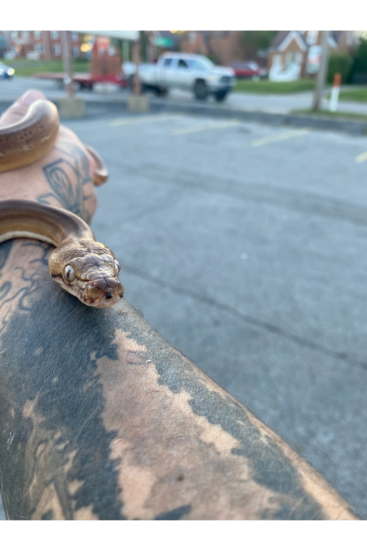Sunfire Golden Child Tiger Reticulated Python - Hatchling
