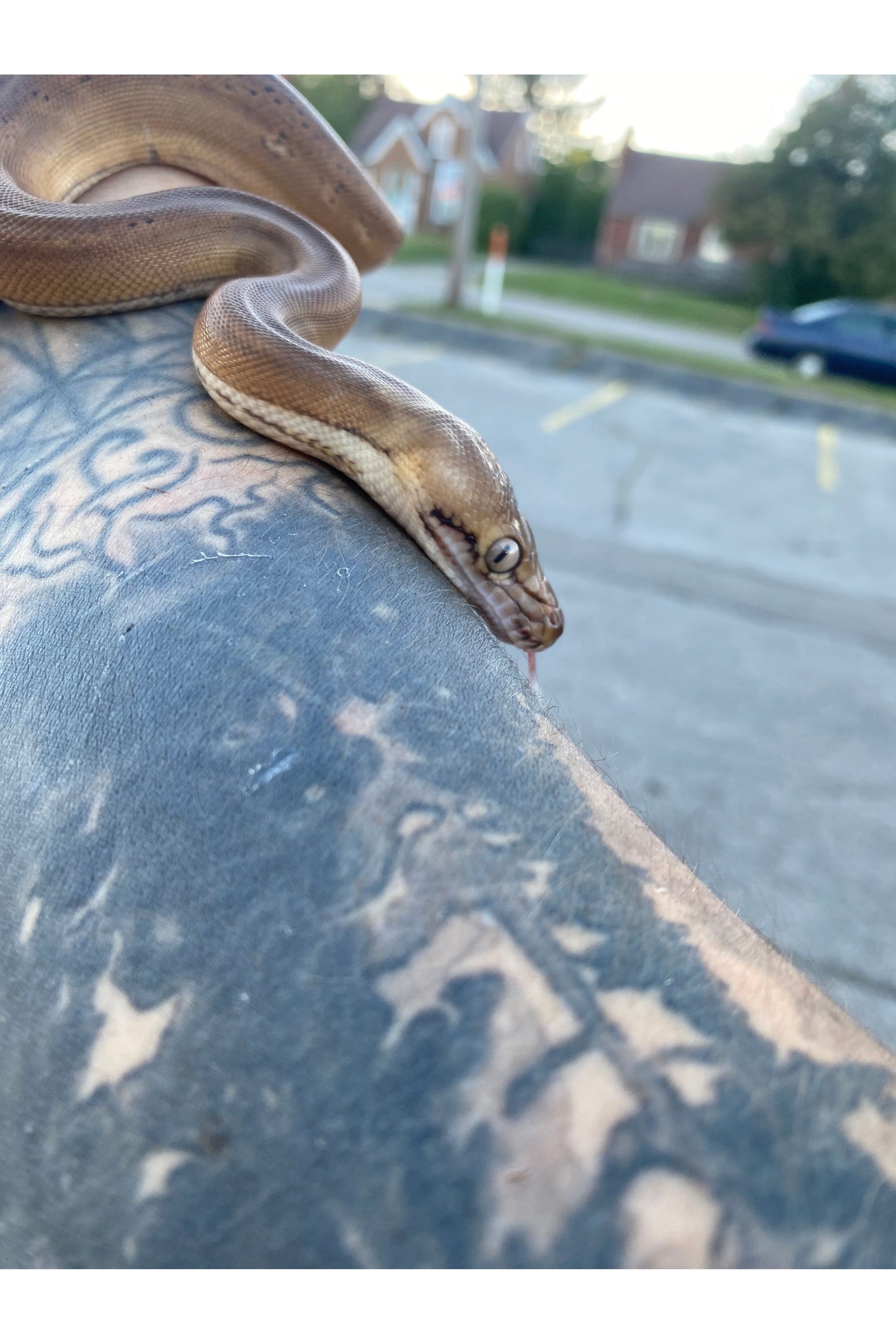 Sunfire Golden Child Tiger Reticulated Python - Hatchling