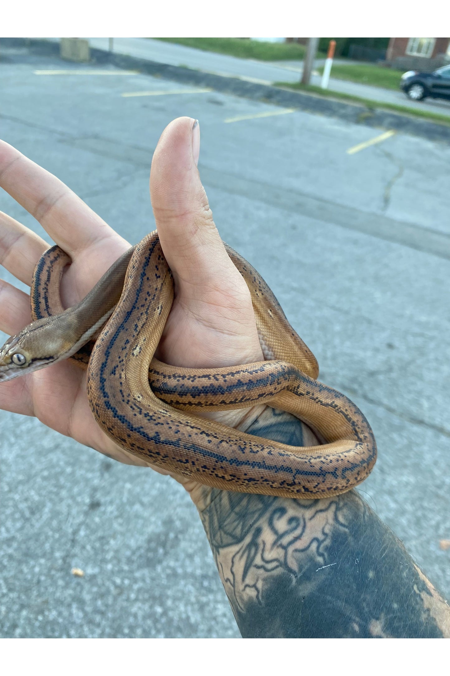 Sunfire Golden Child Tiger Reticulated Python - Hatchling