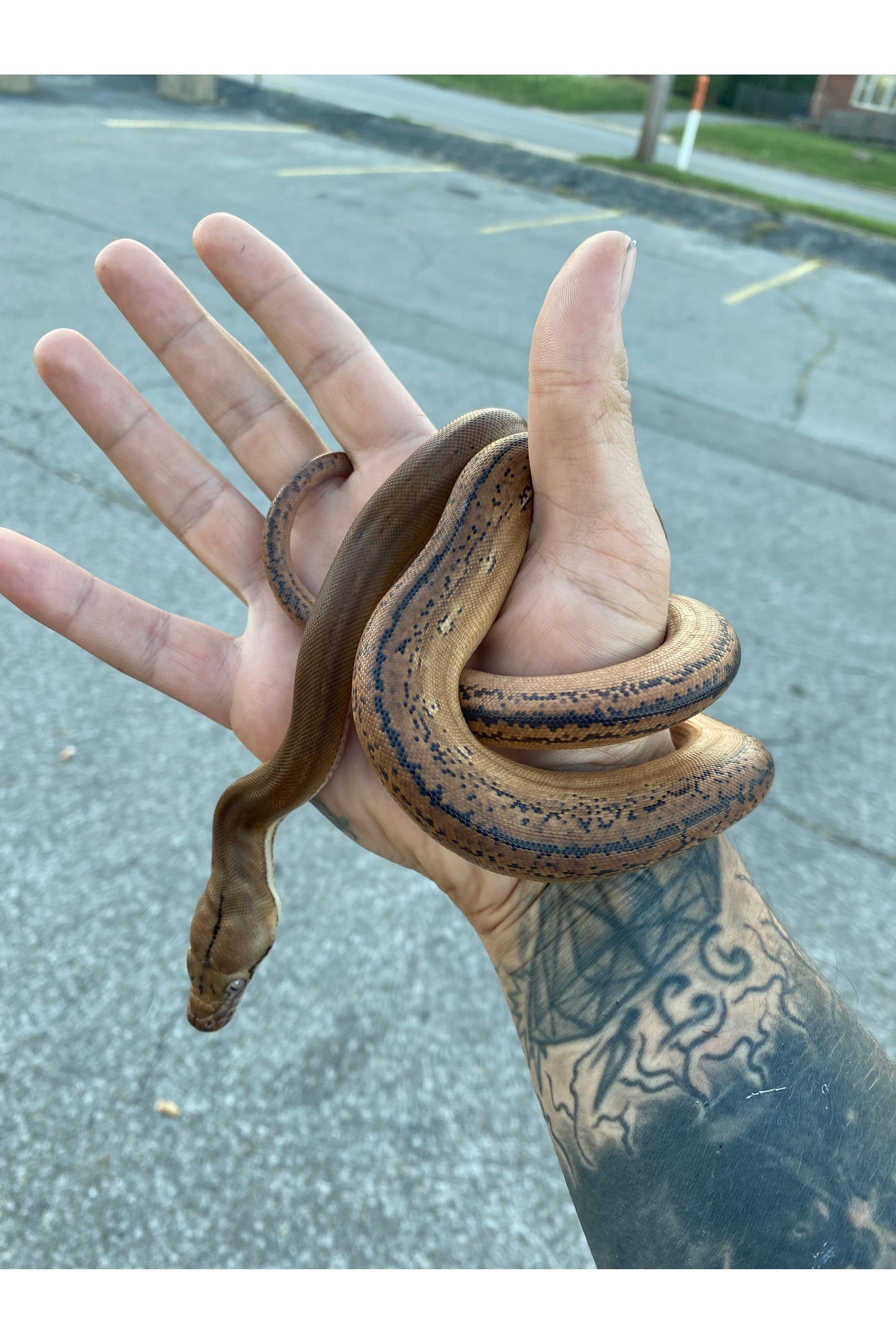Sunfire Golden Child Tiger Reticulated Python - Hatchling