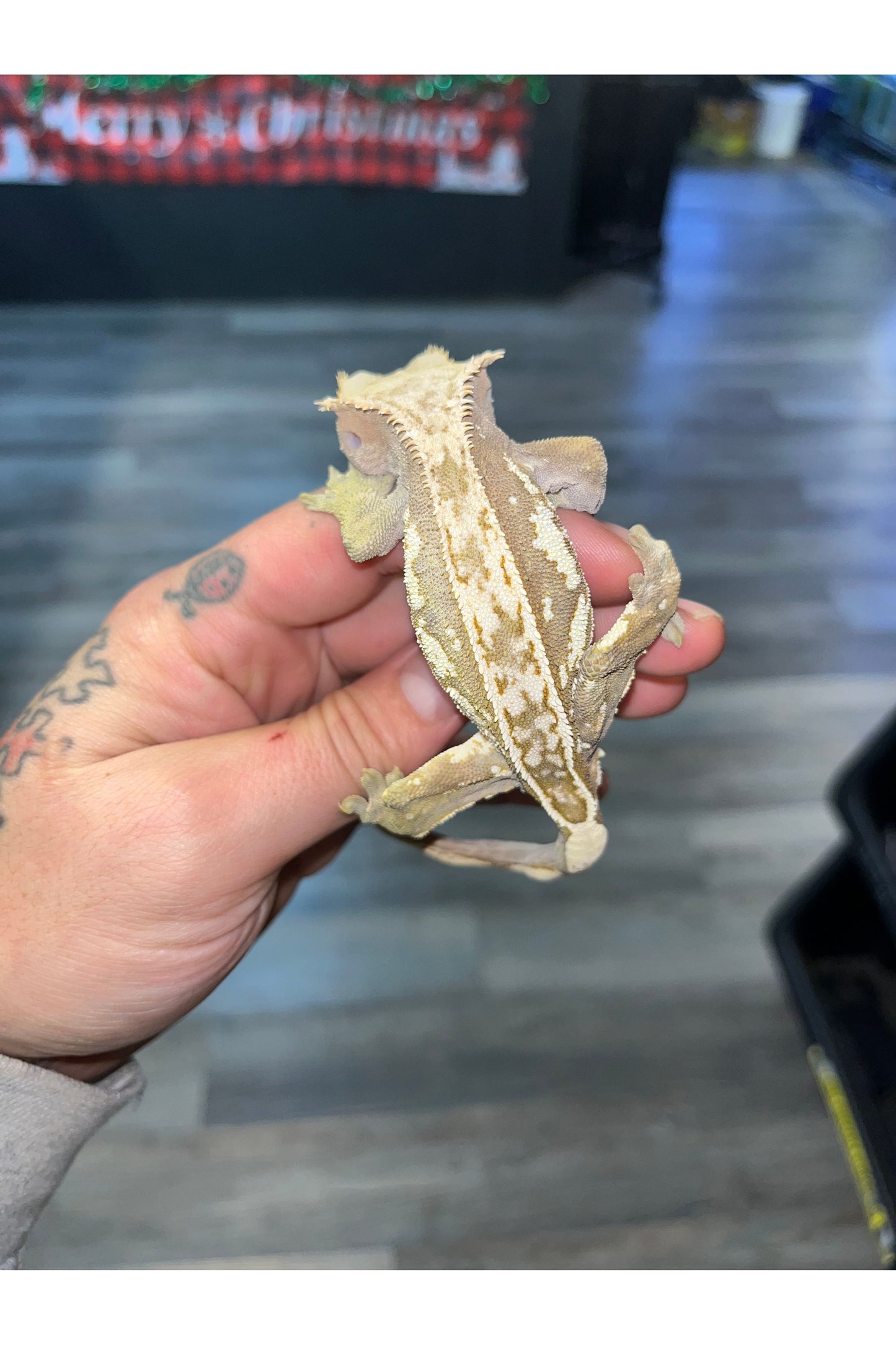 Lily White Crested Gecko - Male- Adult