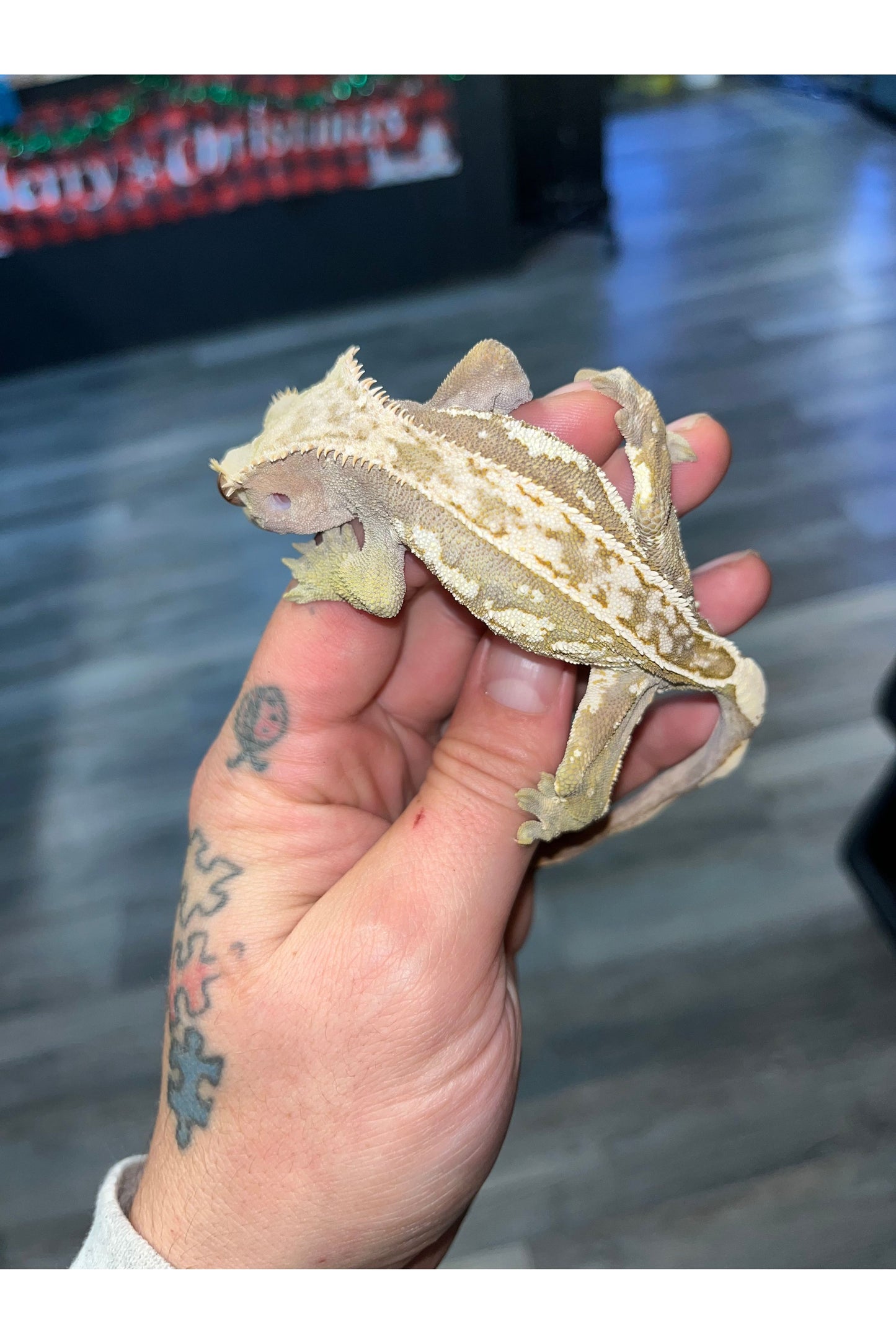 Lily White Crested Gecko - Male- Adult