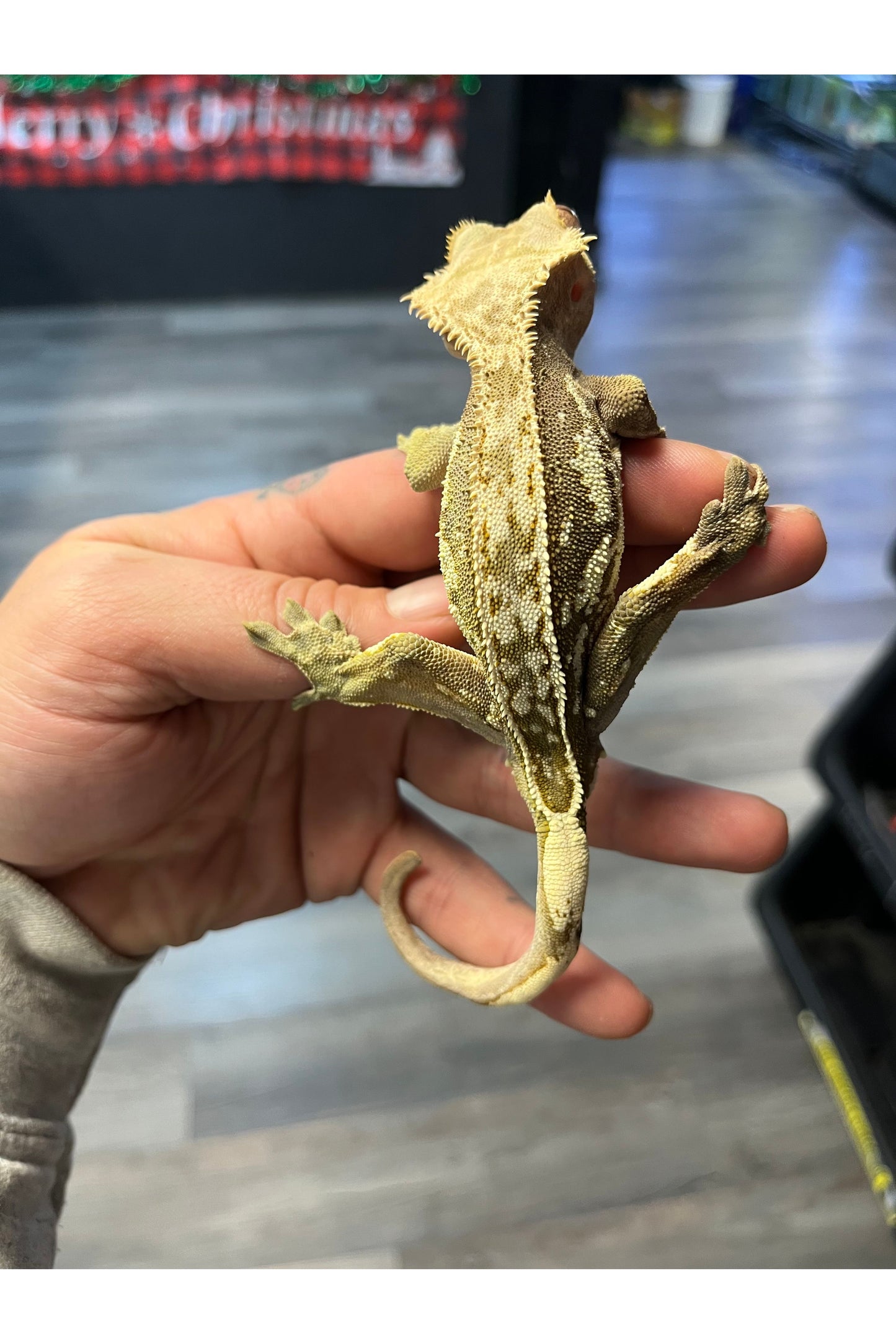 Lily White Crested Gecko - Male- Adult