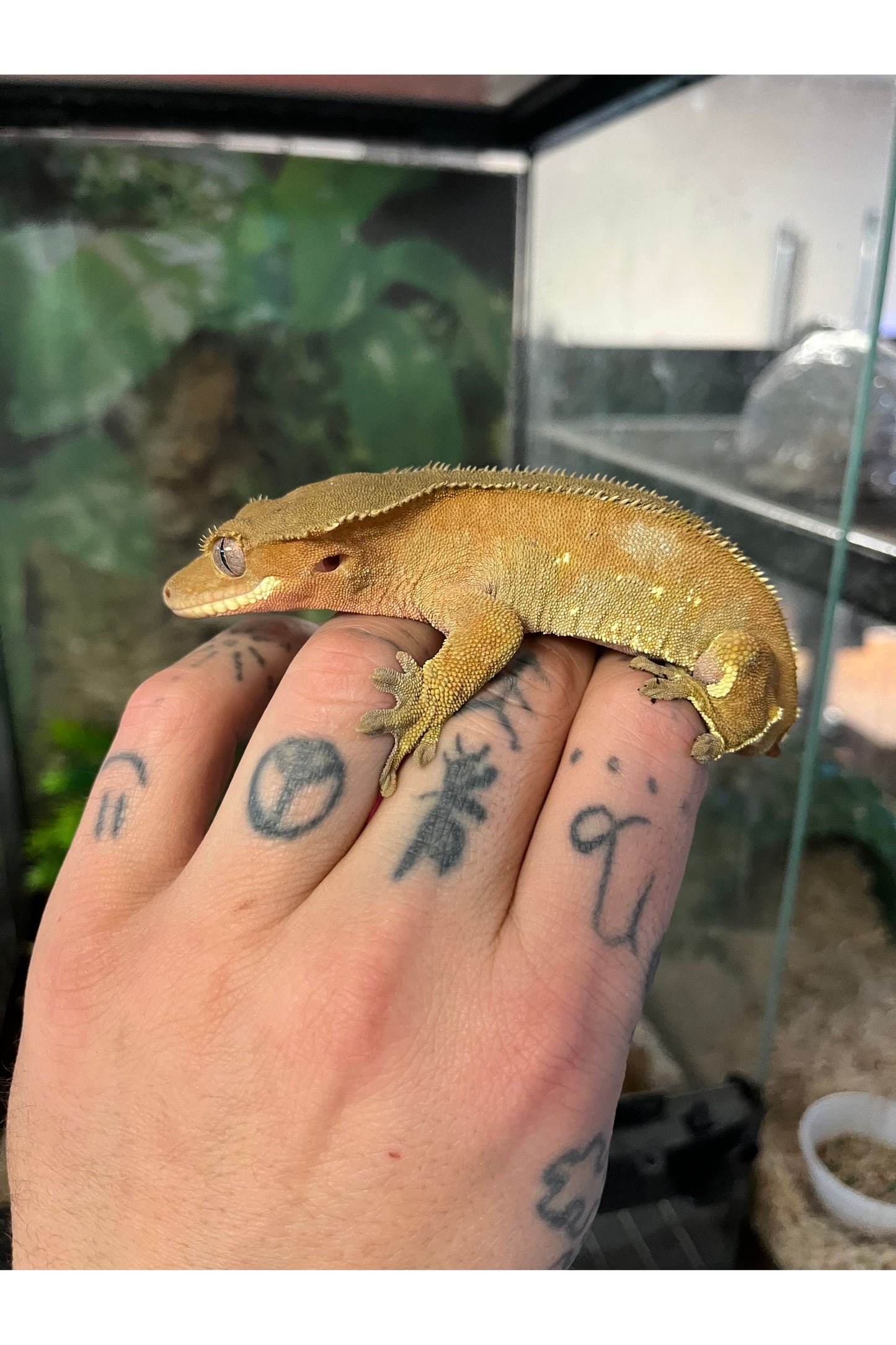 Red Phantom Crested Gecko - Male- Adult