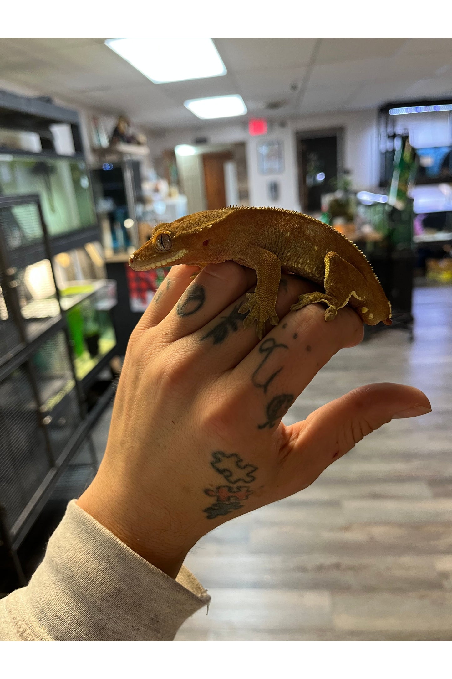 OPD's Pick Crested Gecko - Male - Sub Adult