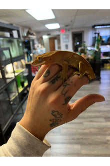 OPD's Pick Crested Gecko - Male - Sub Adult