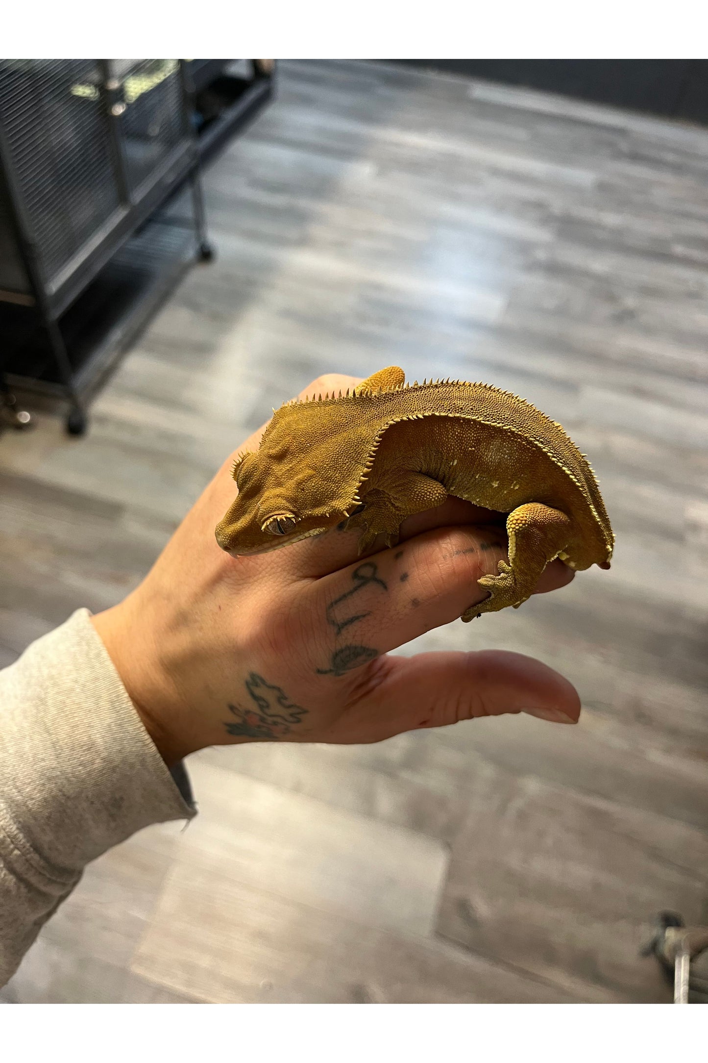 Red Phantom Crested Gecko - Male- Adult