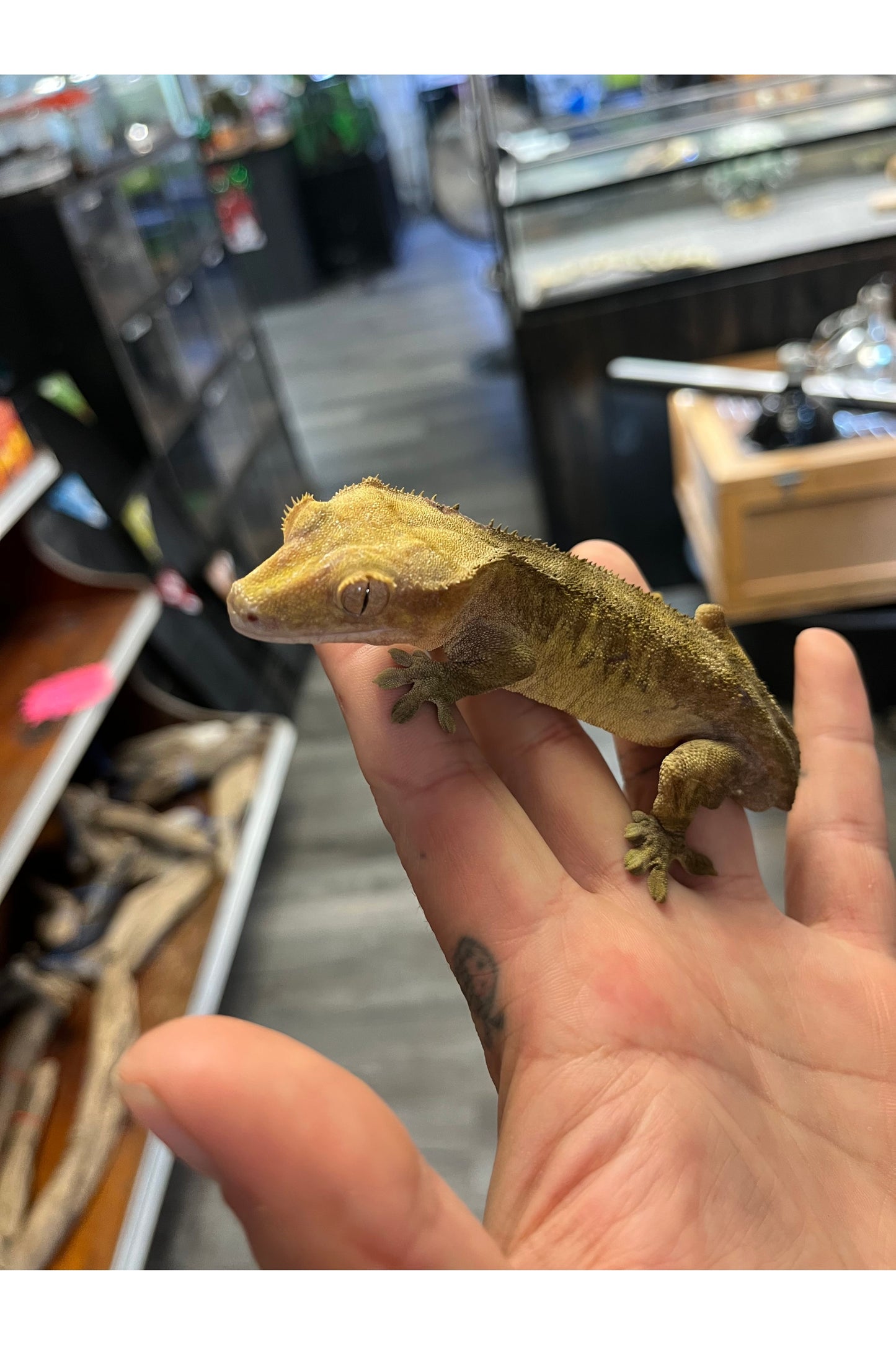 OPD's Pick Crested Gecko - Male - Sub Adult