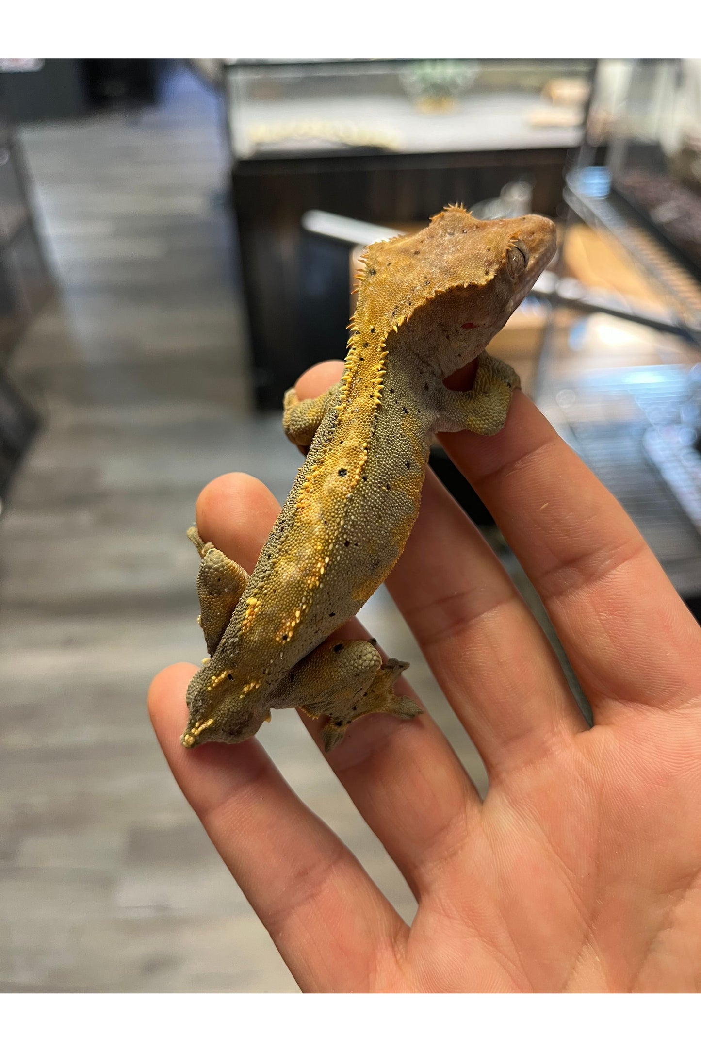 OPD's Pick Crested Gecko - Male - Sub Adult