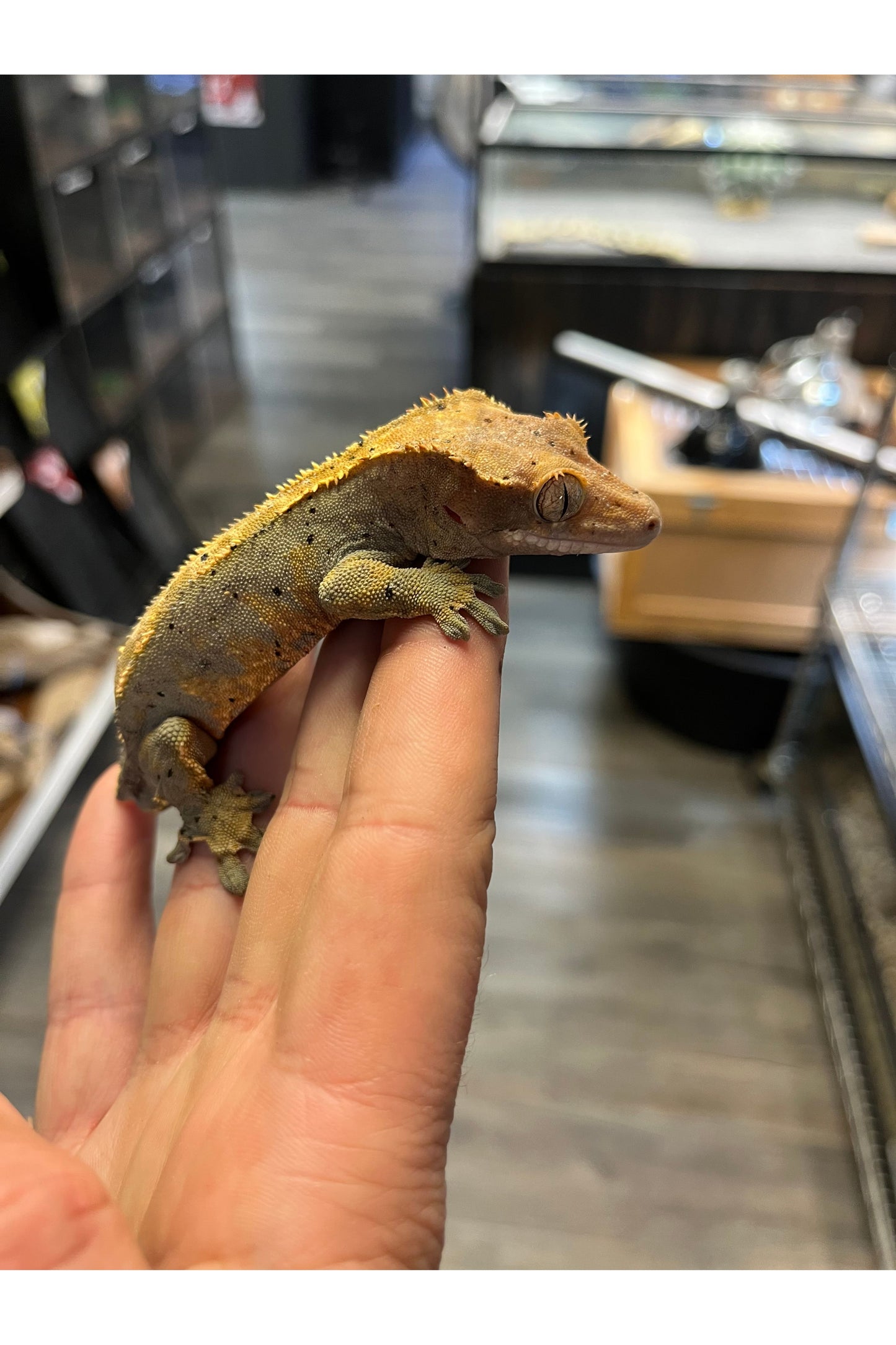 OPD's Pick Crested Gecko - Male - Sub Adult