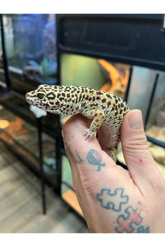 Leopard Gecko - Female - Adult