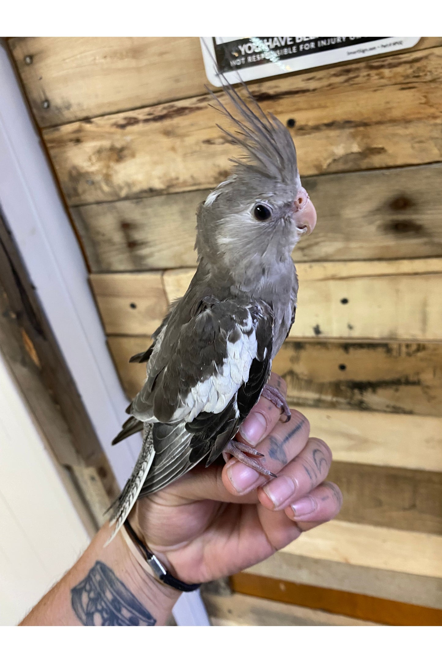 White-Faced Cockatiel - Juvenile