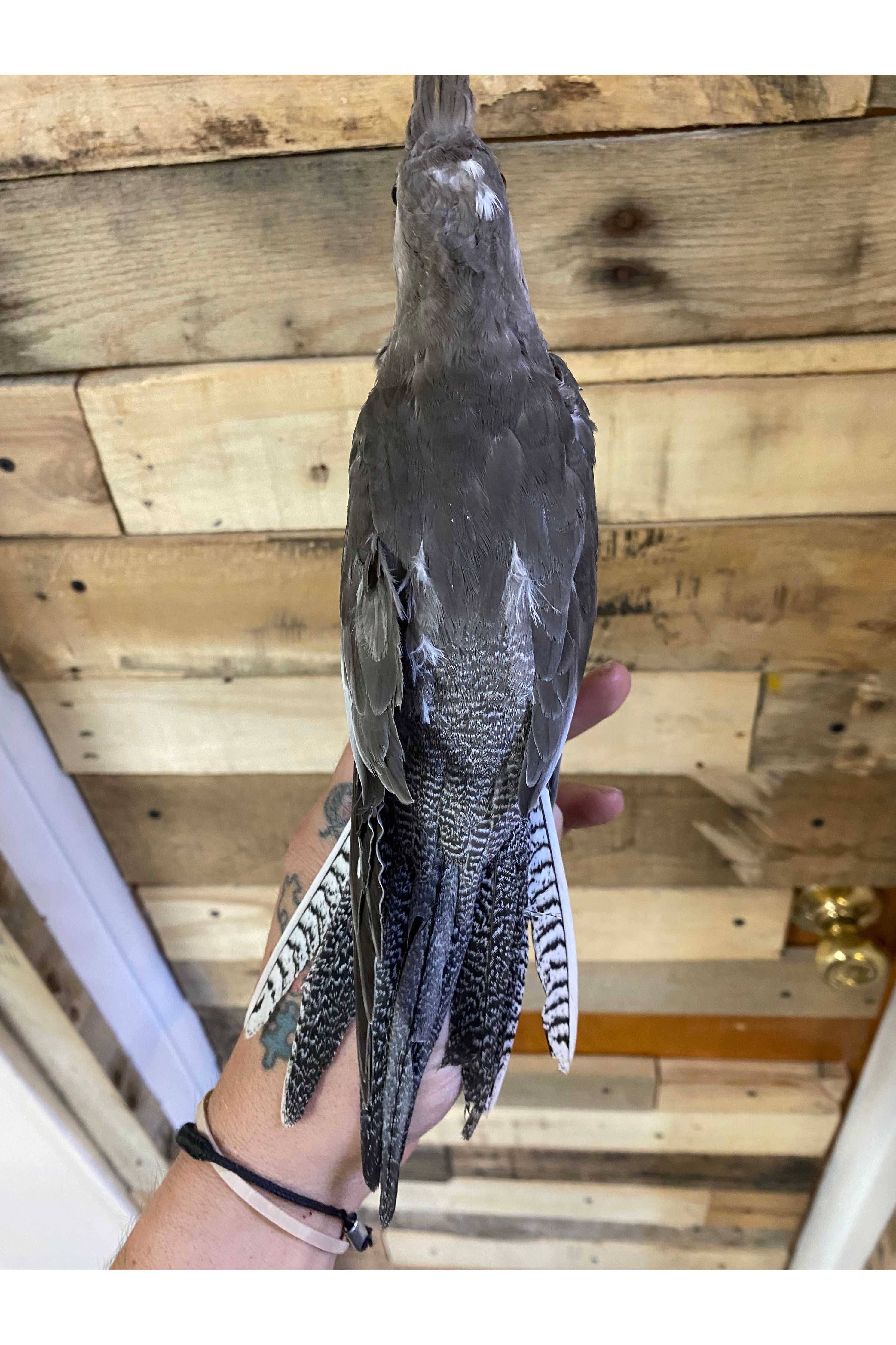 White-Faced Cockatiel - Juvenile – Ohio Pet Depot