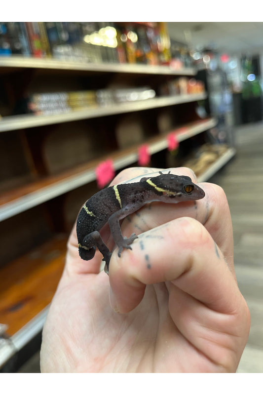 Chinese Cave Gecko