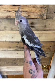 White-Faced Cockatiel - Juvenile