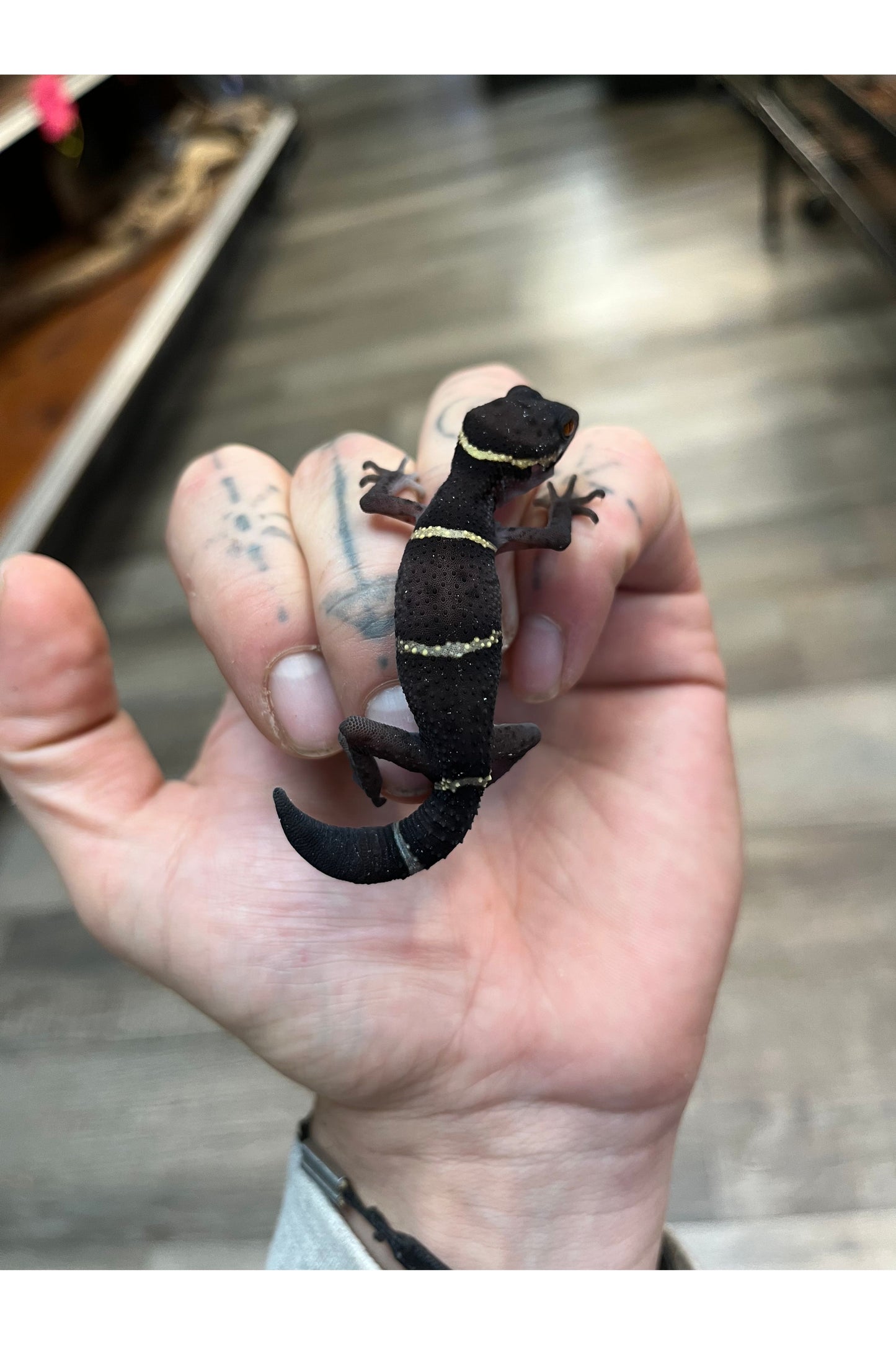 Chinese Cave Gecko