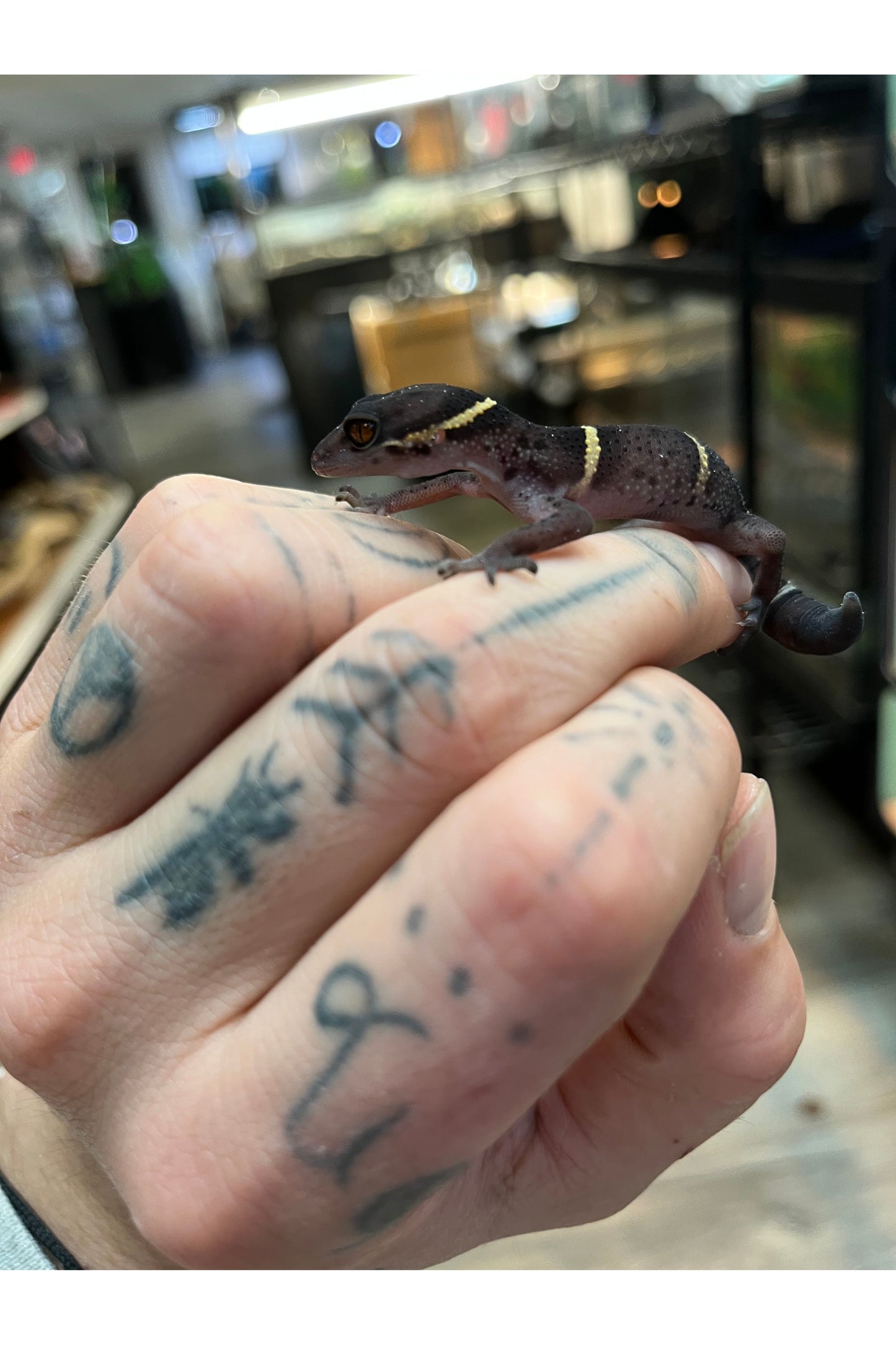 Chinese Cave Gecko