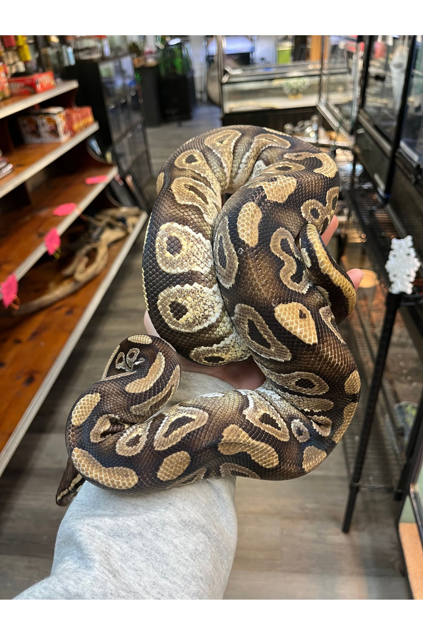 Enchi Het Clown Ball Python - Female - Sub Adult