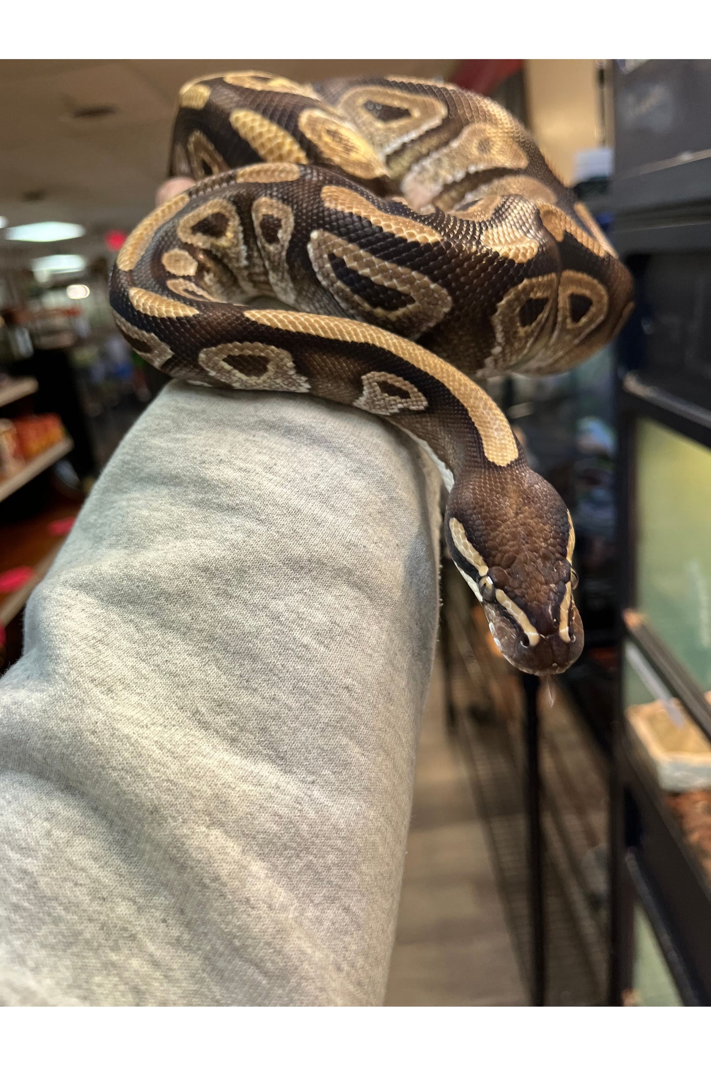 Enchi Het Clown Ball Python - Female - Sub Adult