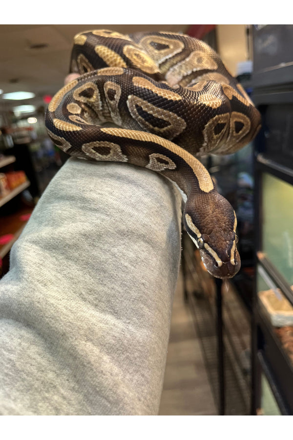Enchi Het Clown Ball Python - Female - Sub Adult – Ohio Pet Depot