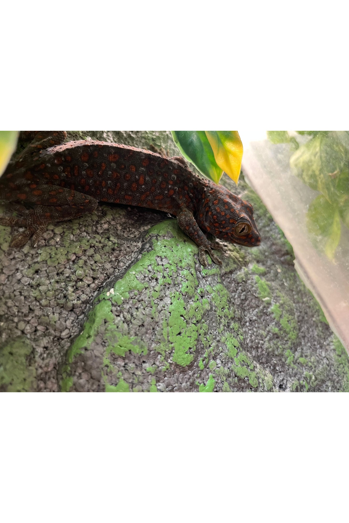Tokay Gecko