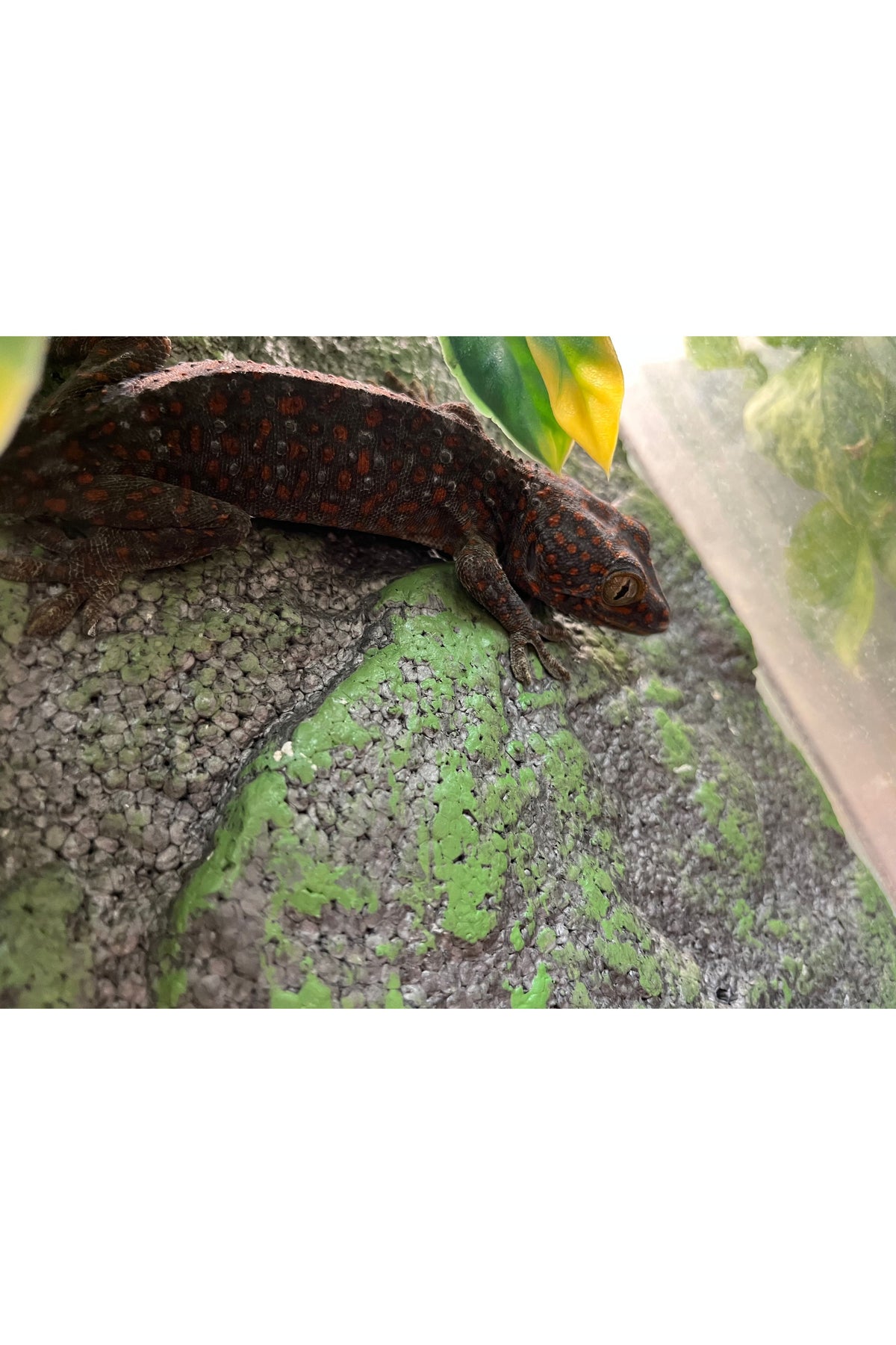 Tokay Gecko