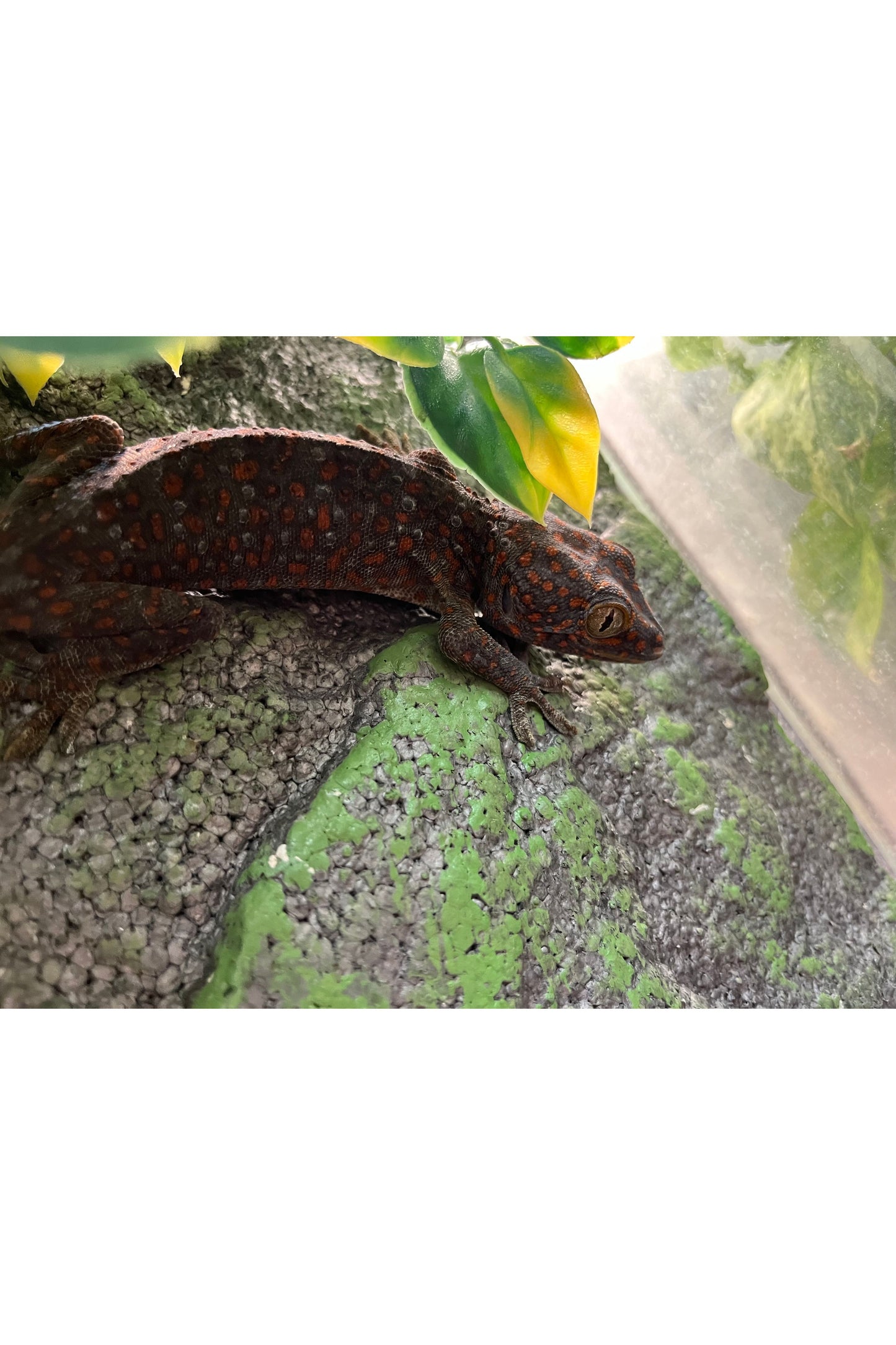 Tokay Gecko